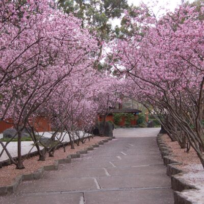 Pathway with overhanging Prunus blireana trees covered in pink blossoms, a Japanese tree sold by Hidden Orient nursery