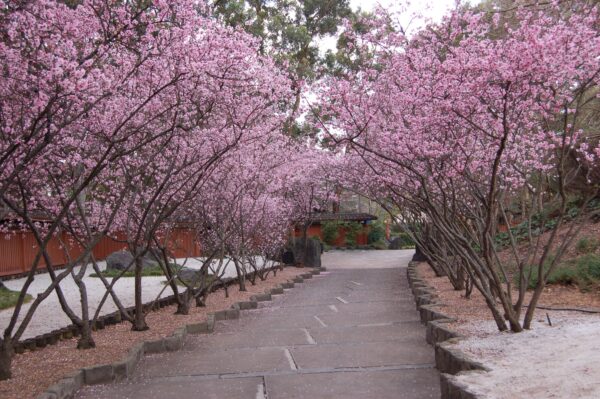 Pathway with overhanging Prunus blireana trees covered in pink blossoms, a Japanese tree sold by Hidden Orient nursery