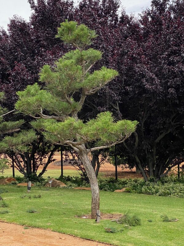 a Japanese tree called a Black Pine