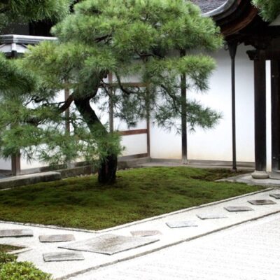 a Japanese tree called a Black Pine