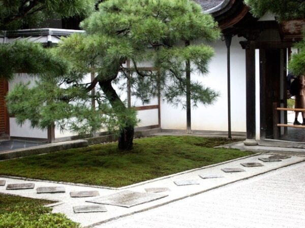 a Japanese tree called a Black Pine