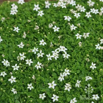 groundcover plant called pratia with little white flowers